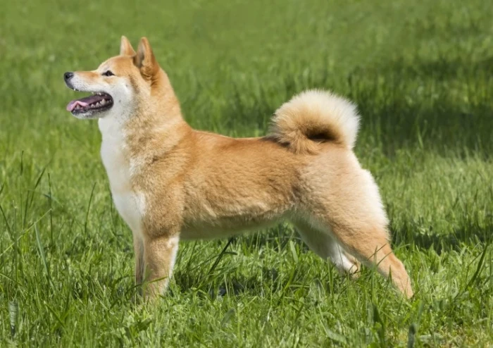 Shiba inu