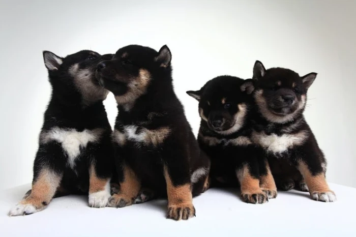Shiba inu