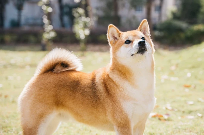Shiba inu