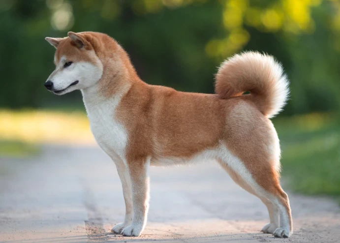 Shiba inu