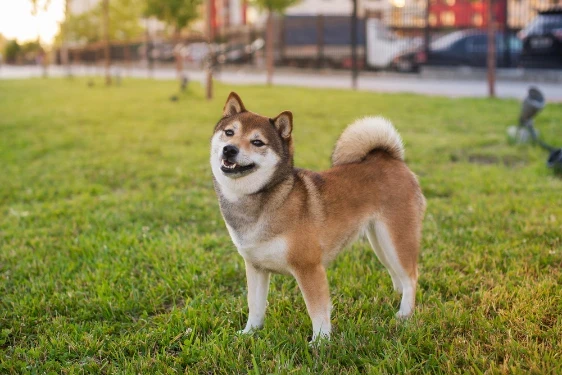 Shiba inu