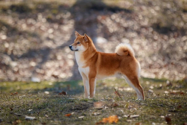 Shiba inu