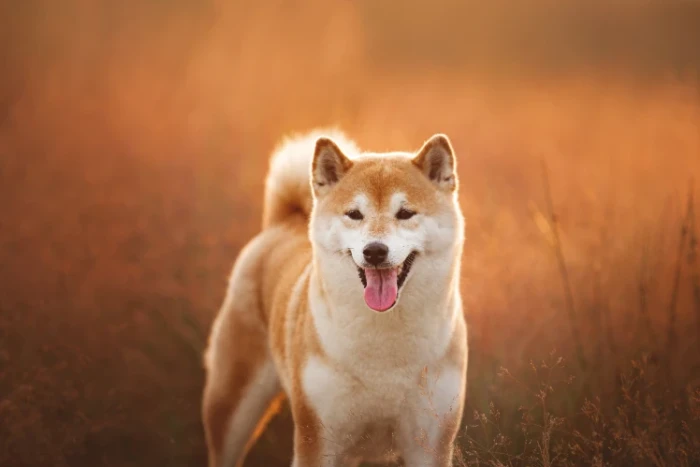Shiba inu