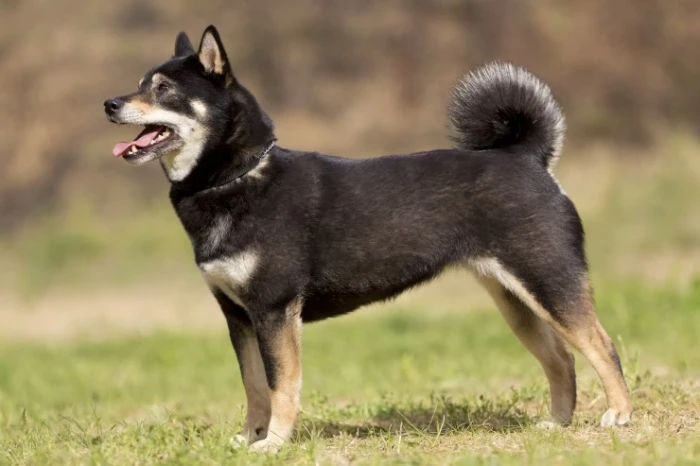 Shiba inu