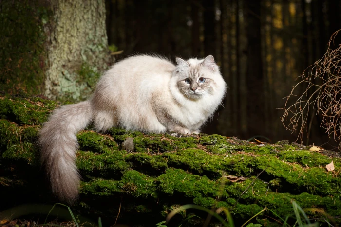 Něvská maškaráda, foto: Shutterstock