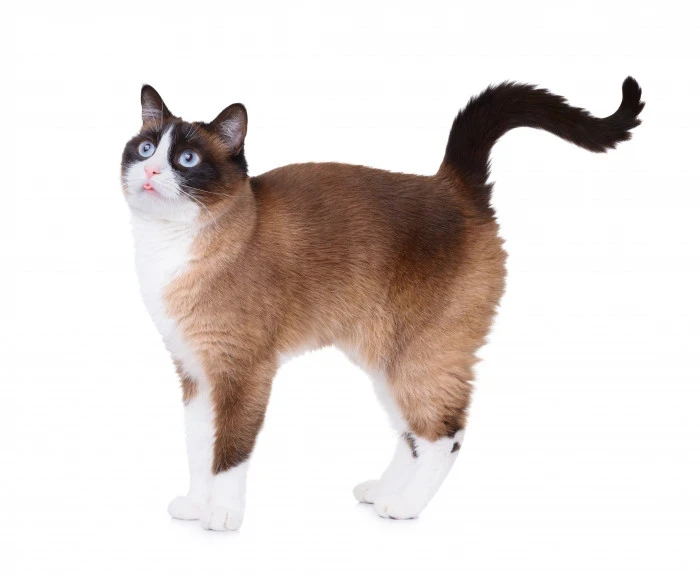 Snowshoe