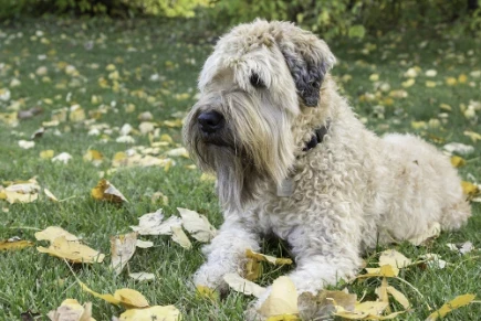 Soft coated wheaten teriér