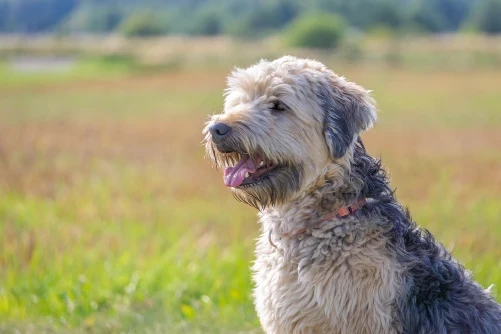 Soft coated wheaten teriér
