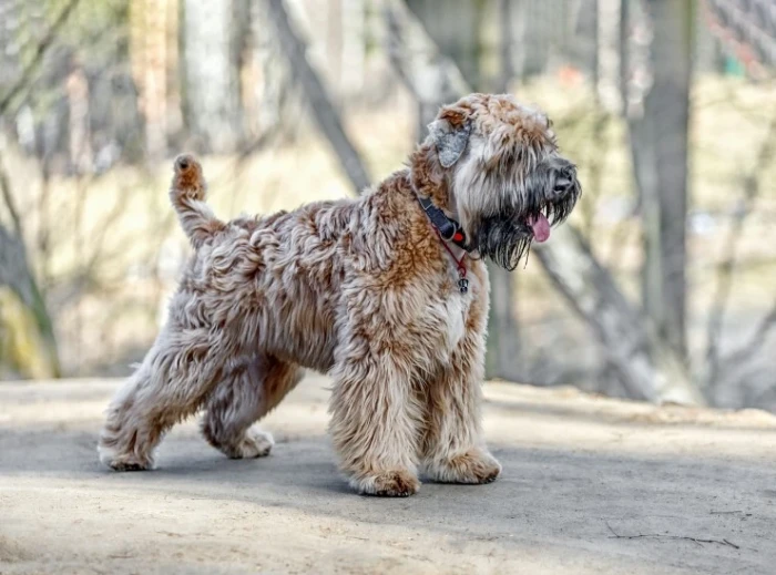 Soft coated wheaten teriér