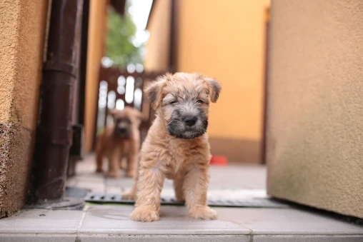 Soft coated wheaten teriér