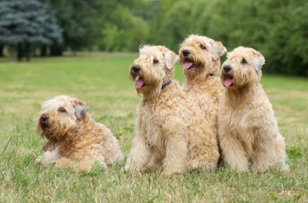 Soft coated wheaten teriér