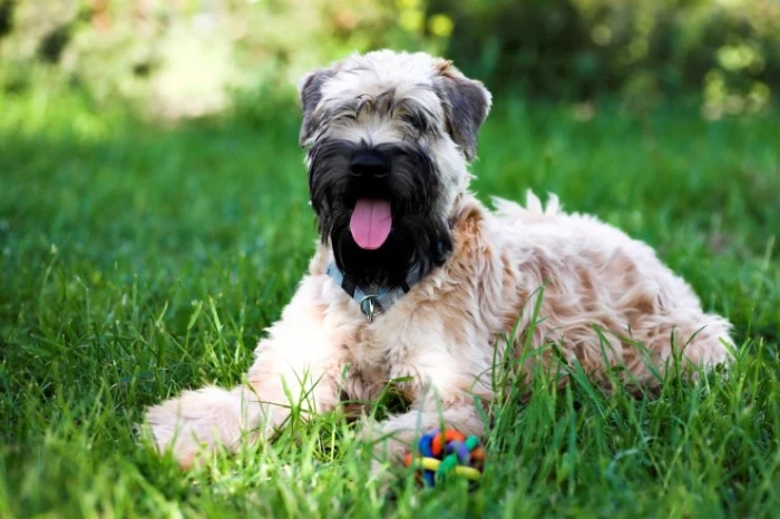 Soft coated wheaten teriér