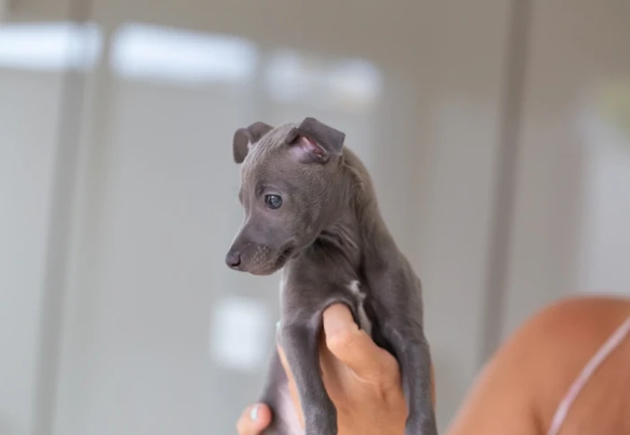 Španělský galgo