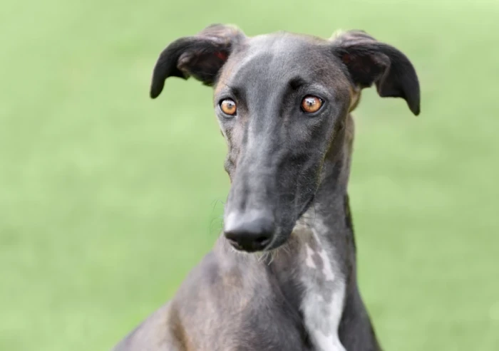 Španělský galgo