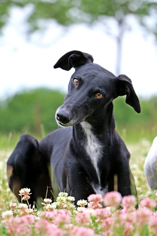 Španělský galgo