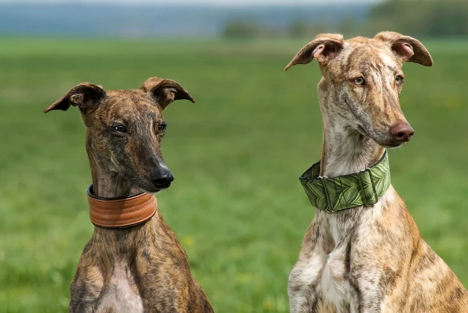 Španělský galgo