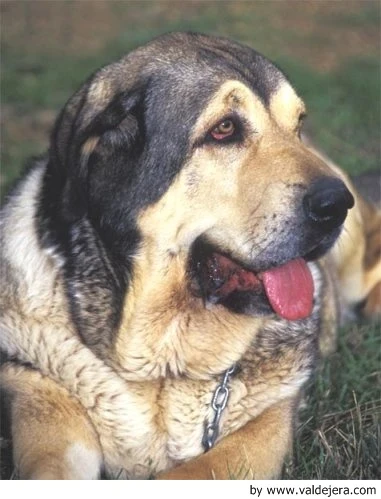 Španělský mastin