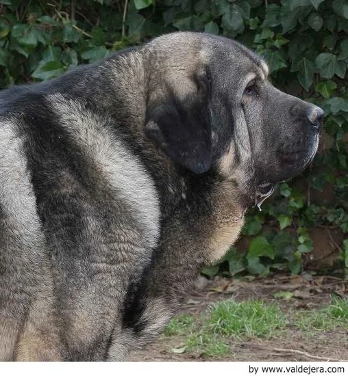 Španělský mastin