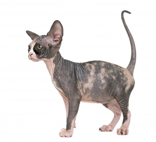Kanadský sphynx