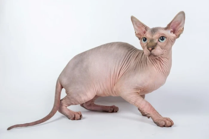 Kanadský sphynx