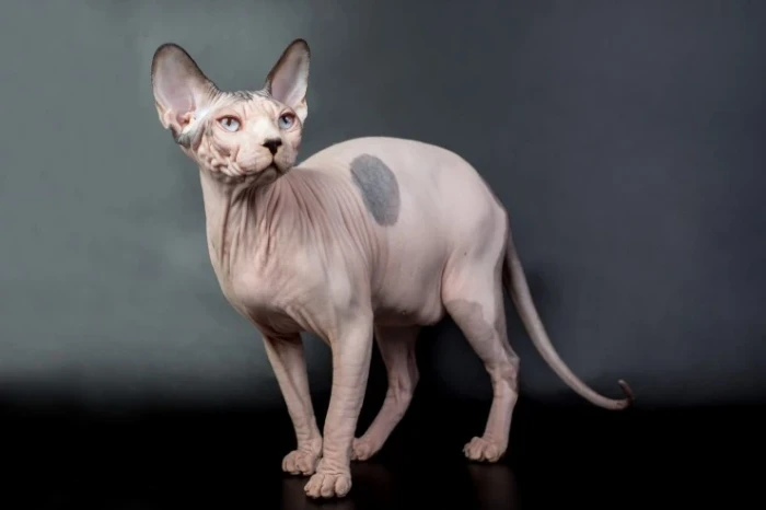 Kanadský sphynx