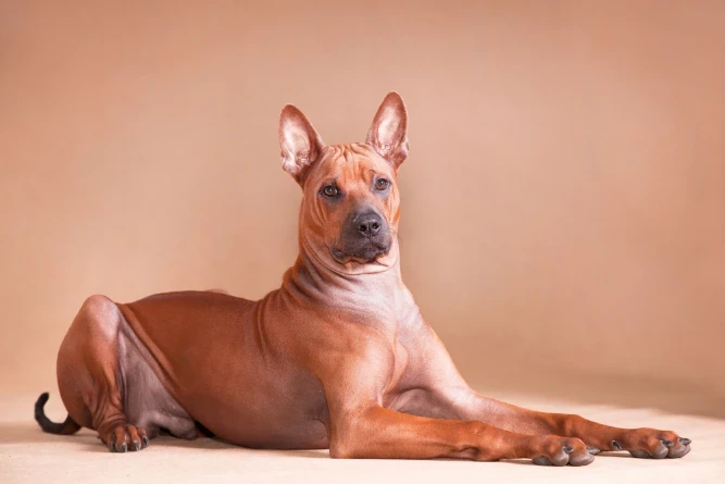 Thajský ridgeback
