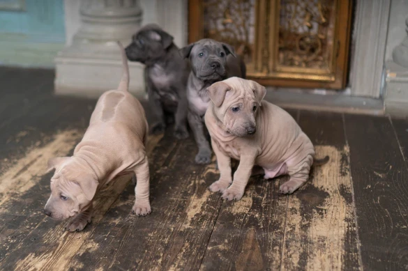 Thajský ridgeback