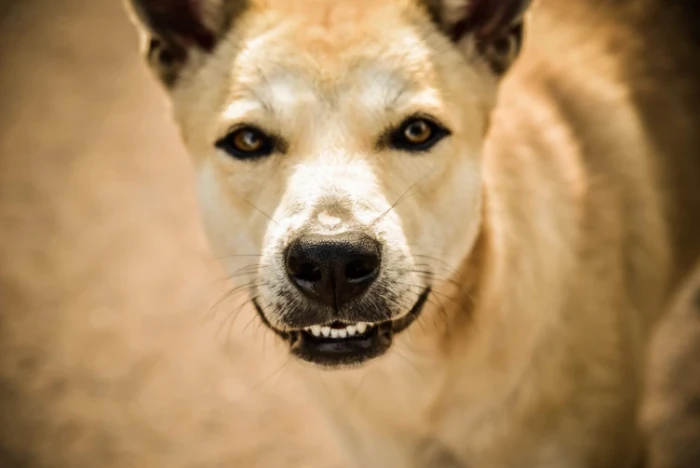 Thajský ridgeback