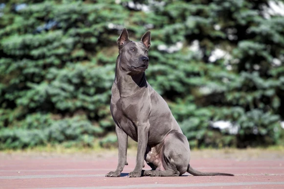 Thajský ridgeback