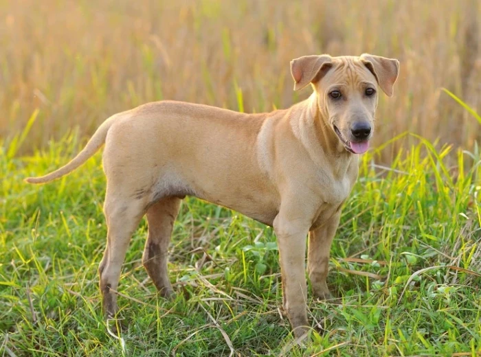 Thajský ridgeback