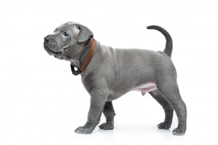Thajský ridgeback