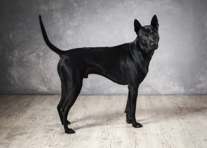 Thajský ridgeback