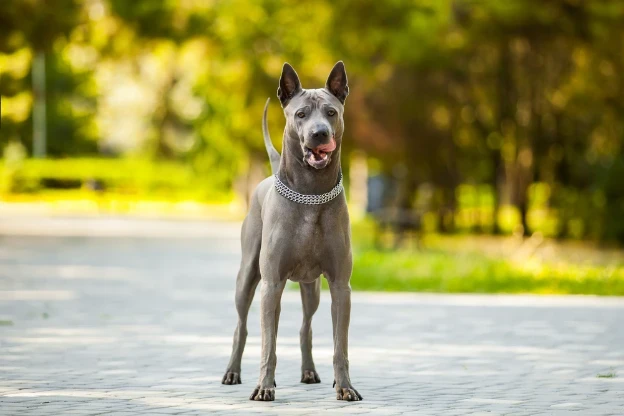 Thajský ridgeback