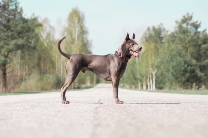 Thajský ridgeback