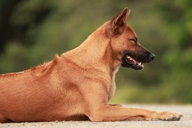 Thajský ridgeback