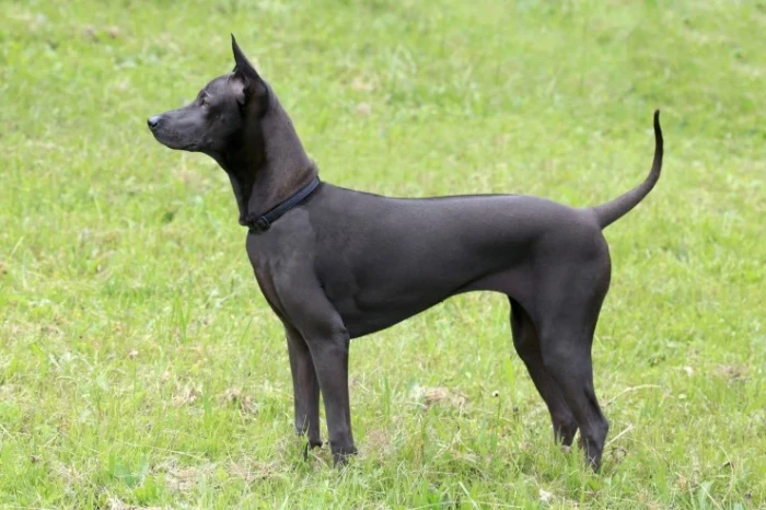 Thajský ridgeback