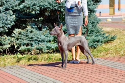 Thajský ridgeback