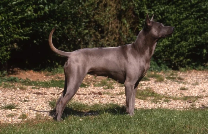Thajský ridgeback