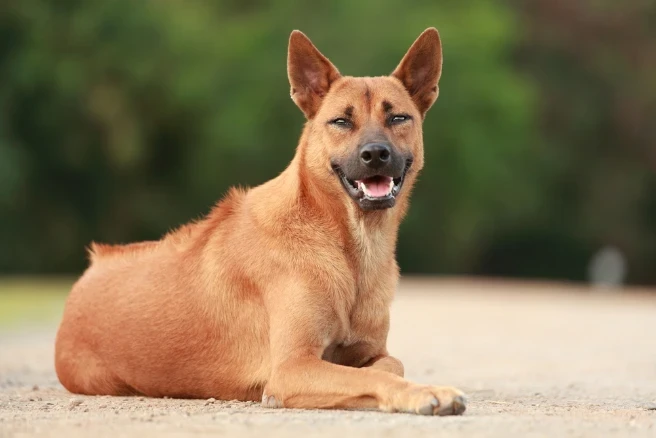 Thajský ridgeback