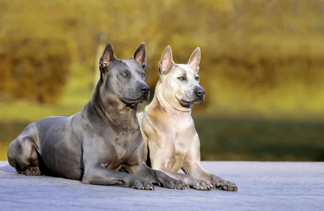 Thajský ridgeback