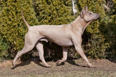 Thajský ridgeback