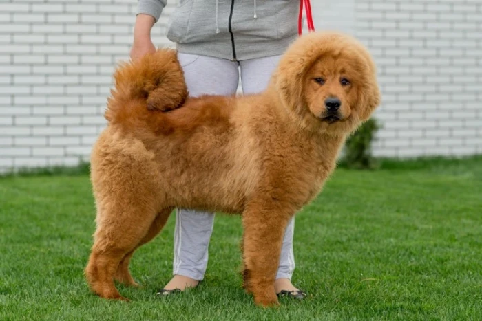 Tibetská doga