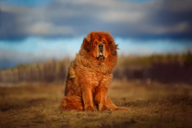 Tibetská doga