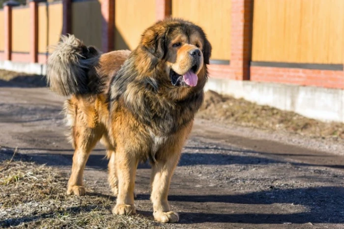 Tibetská doga