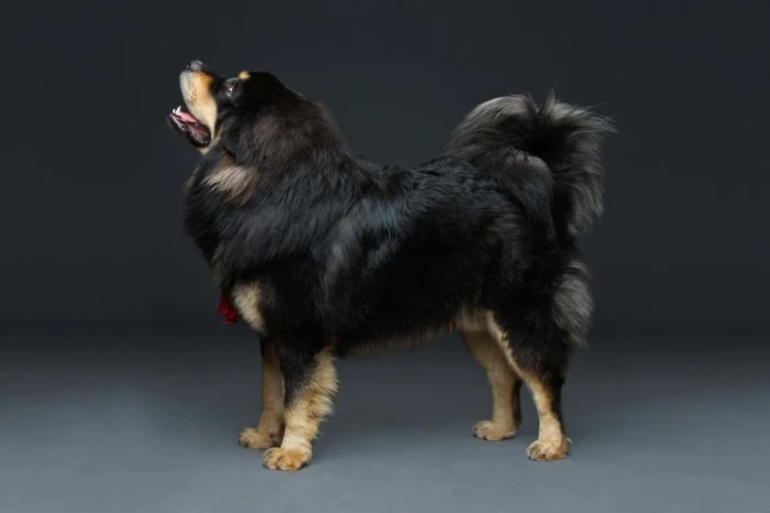 Tibetská doga