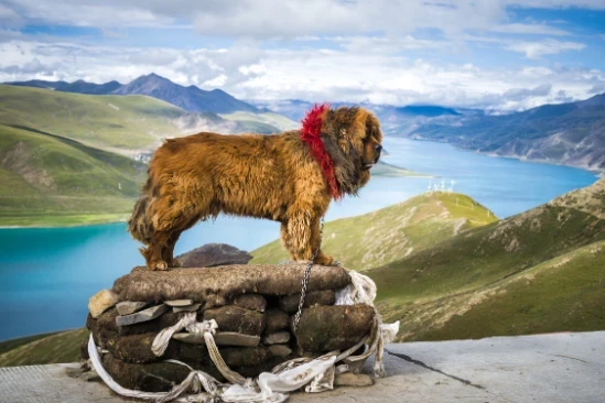 Tibetská doga