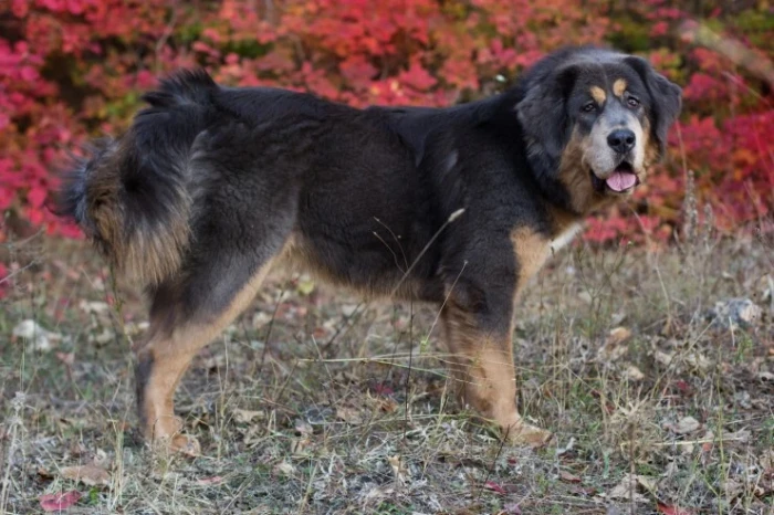 Tibetská doga