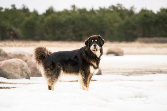Tibetská doga