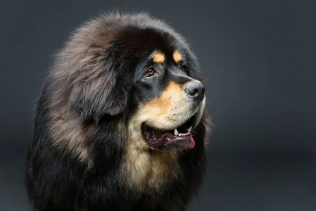 Tibetská doga