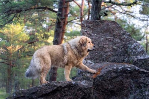 Tibetská doga